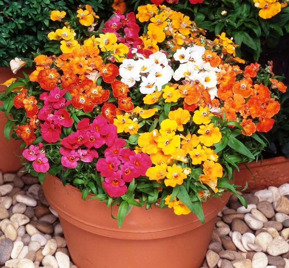 Nemesia Carnival Mix Flores anuales ornamentales de interior para plantar