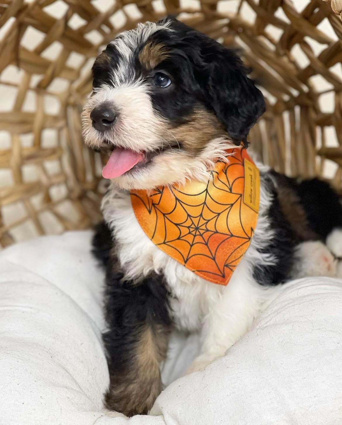 Willow Creek Pet Apparel Pañuelo bandana para perro o cachorro  Halloween paquete de 2  Tela duradera de doble capa  Lindo y moderno  Todas las