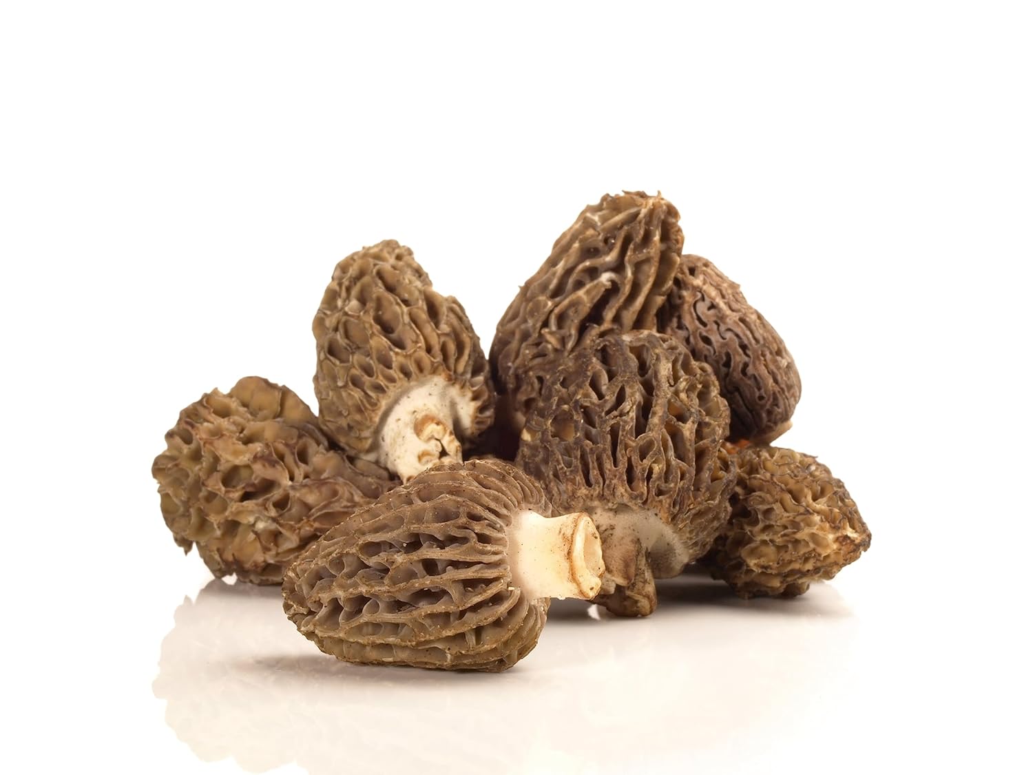 Polvo de hongos Morel europeo puro (Morchella esculenta) – Mejora tus delicias culinarias – 3.5 oz (100 g)