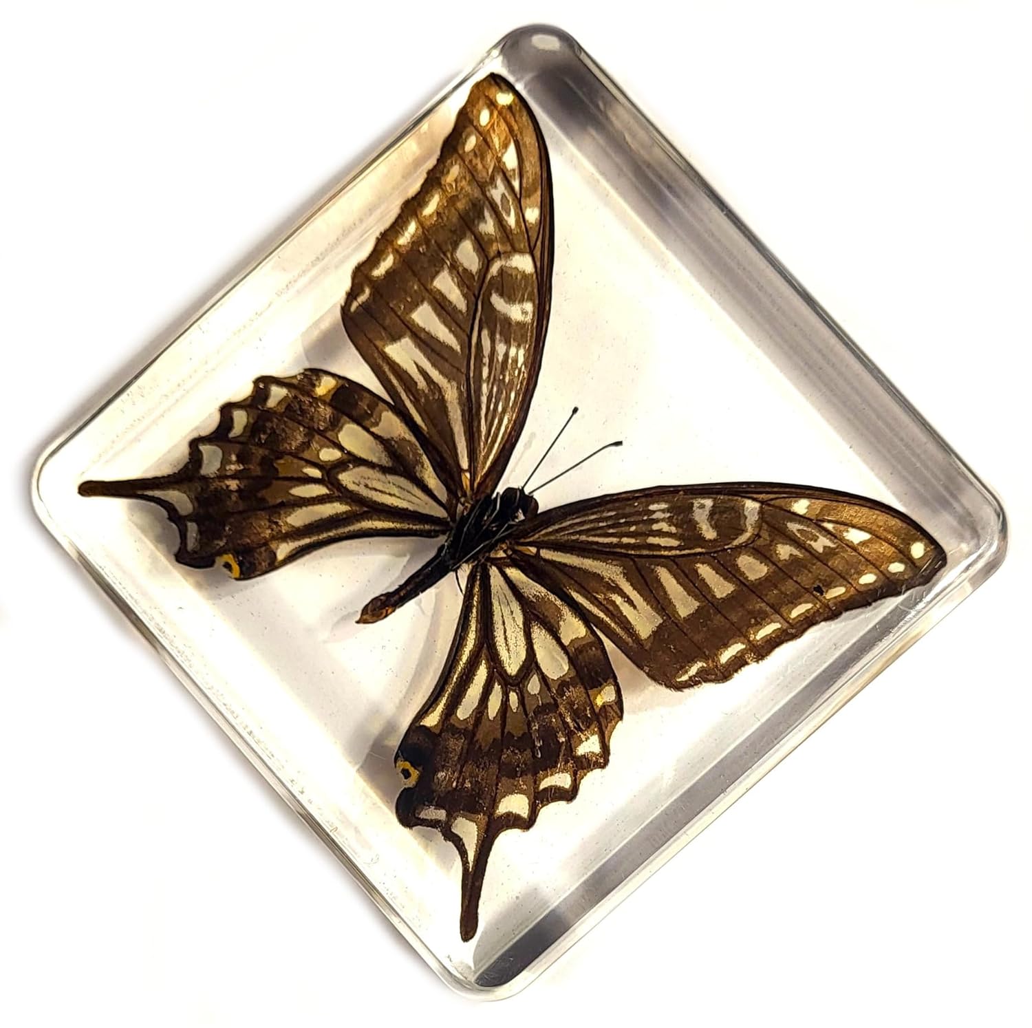 Mariposa de cola de golondrina real de 2.953 in en resina de lucita cristalina, colección de manualidades de taxidermia preservada para biología,