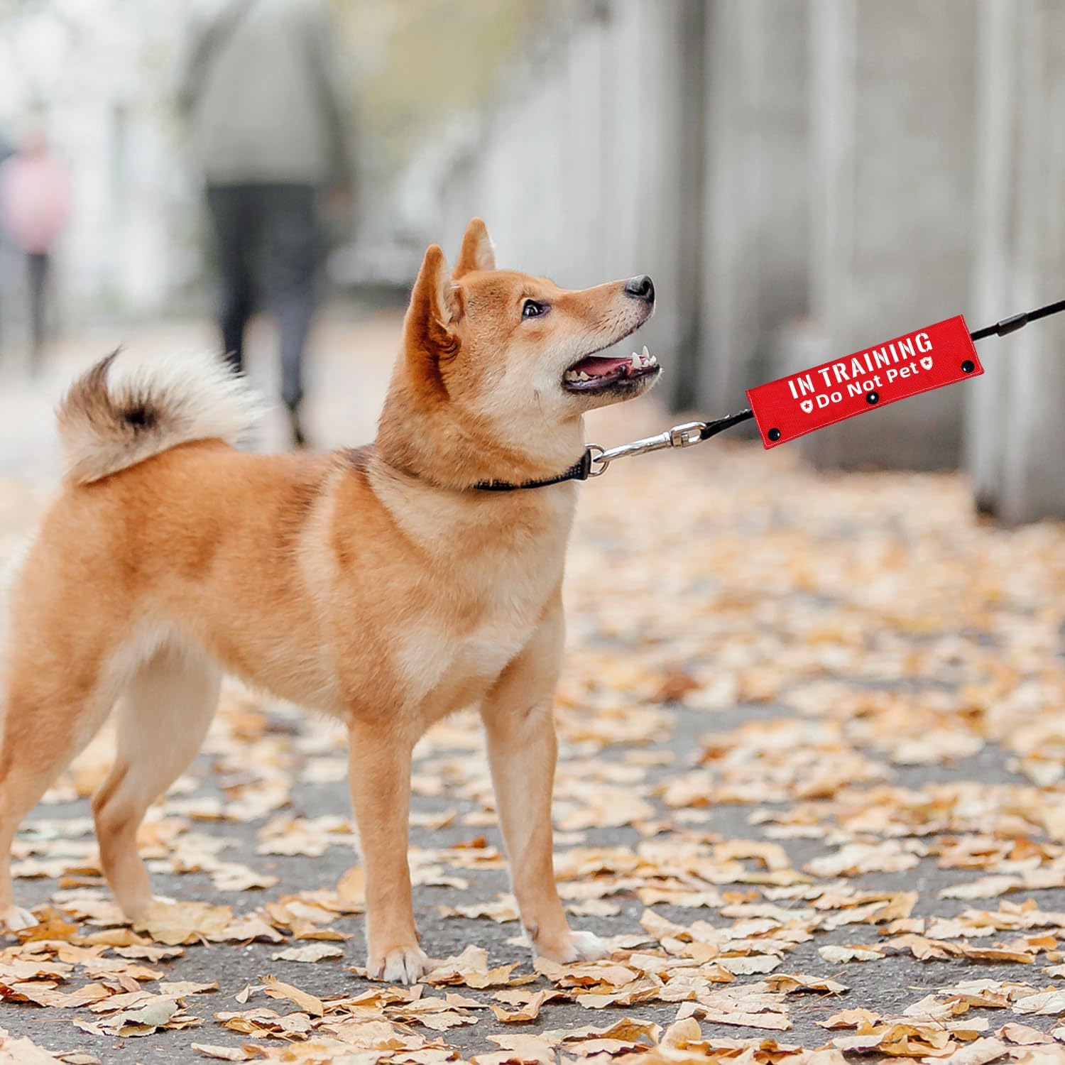 in Training Do Not Pet – Divertida correa roja para perro, envoltura de correa para perros que caminan, regalo para perros y dueños de perros