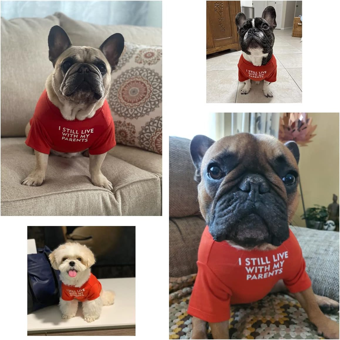 Camisa para perro de bulldog francés para mascotas, camisetas para cachorros, camiseta de gato, transpirable, elástica, disfraces, talla M