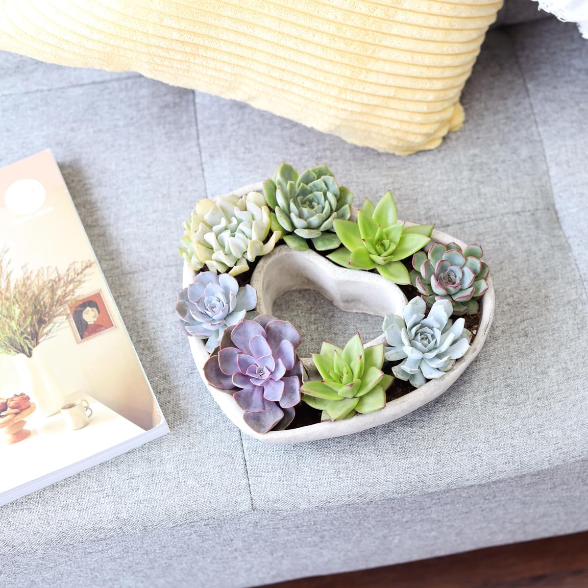 Plantas suculentas vivas en maceta de concreto en forma de corazón de 9 pulgadas, suculentas vivas totalmente arraigadas en macetas de decoración