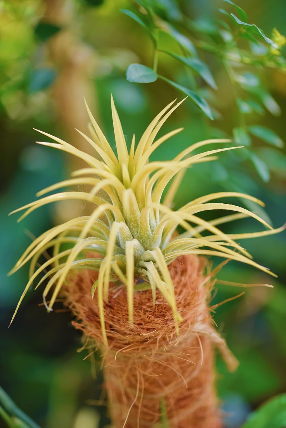 Air Plants Live – Decoración para el hogar y el jardín – Plantas de casa vivas – Fácil cuidado (6 piezas)