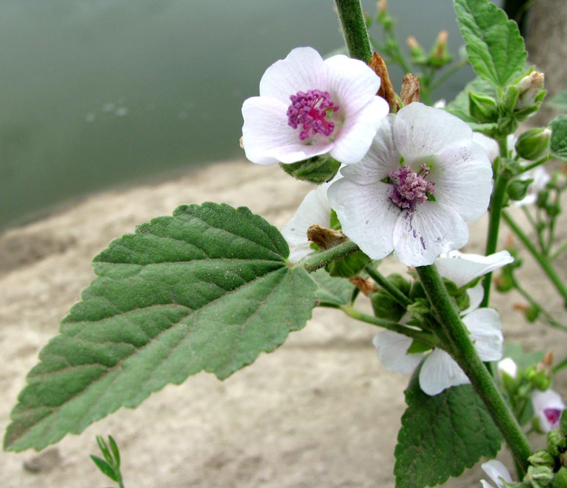 Semillas Hierba Malvavisco (Althaea Officinalis) Medicinal – 100 Semillas