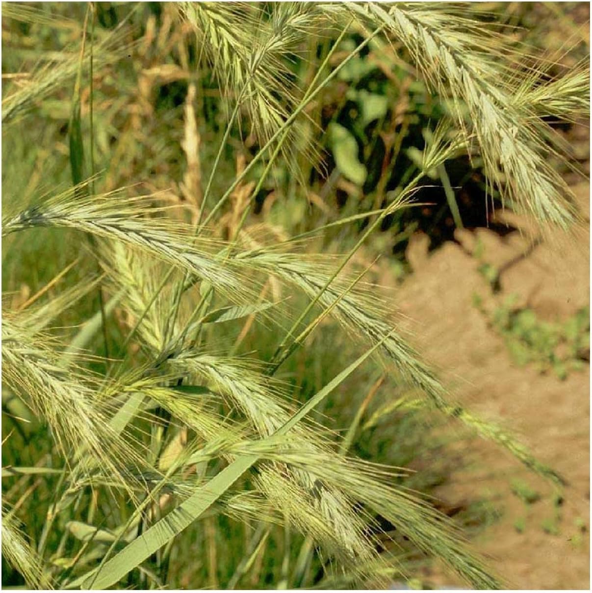 Everwilde Farms – 500 semillas de hierba nativa de centeno silvestre de Virginia – Paquete de semillas jumbo Gold Vault