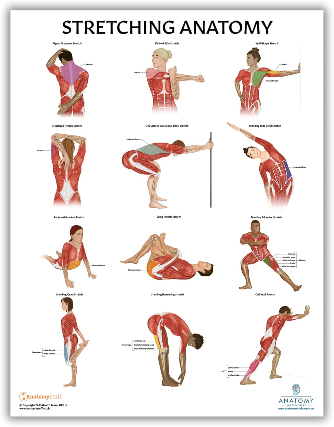 Anatomy Lab Paquete de 5 pósteres de anatomía, laminado, muscular, esquelético, yoga, estiramiento y pilates, póster de anatomía y fisiología, 17.3