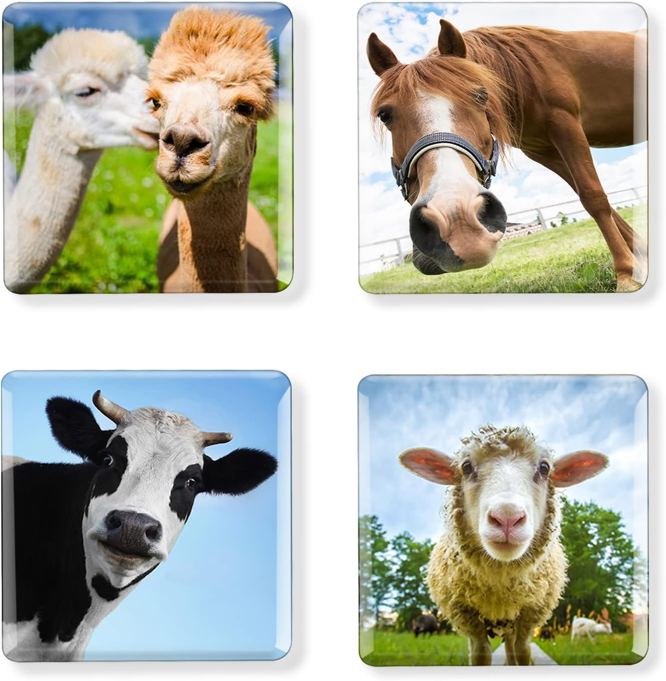 Imanes cuadrados para nevera, diseño de granja, divertido, vaca, oveja, caballo, alpaca, imanes para refrigerador, pizarra blanca, regalos para