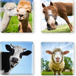 Imanes cuadrados para nevera, diseño de granja, divertido, vaca, oveja, caballo, alpaca, imanes para refrigerador, pizarra blanca, regalos para Imanes cuadrados para nevera, diseño de granja, divertido, vaca, oveja, caballo, alpaca, imanes para refrigerador, pizarra blanca, regalos para