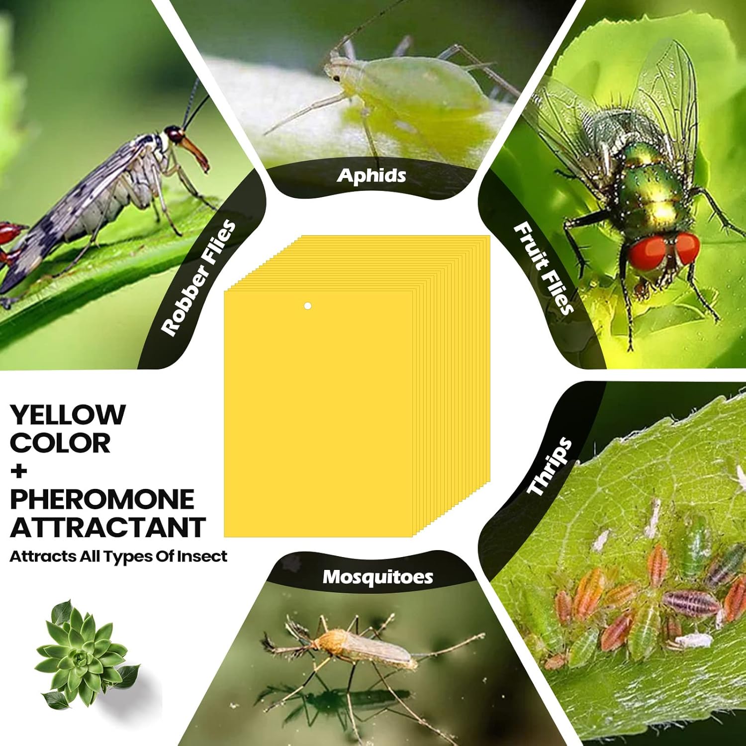 500 trampas adhesivas de doble cara para plantas voladoras, insectos como moscas blancas, pulgones, 6 x 8 pulgadas, trampas adhesivas para mosquitos