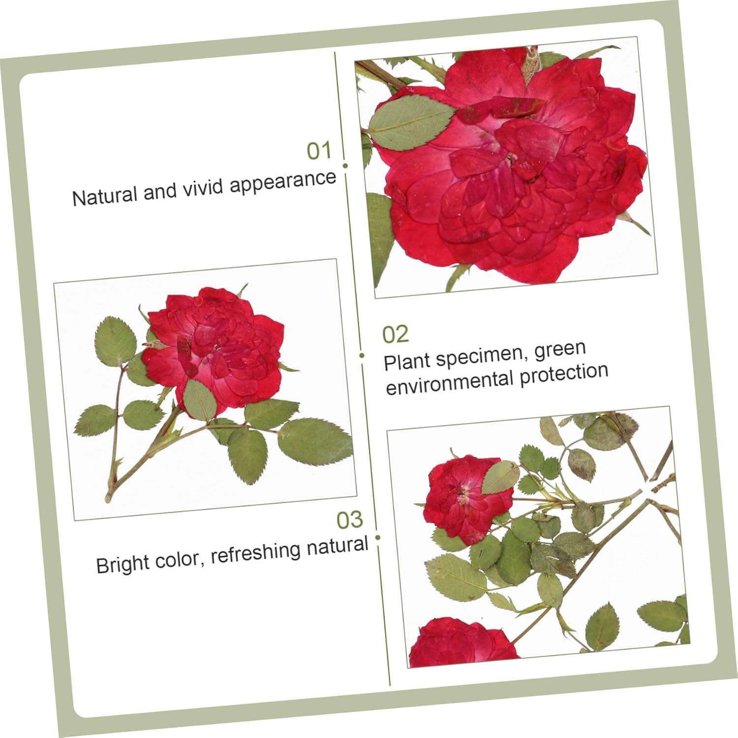 EXCEART 1 juego de flores secas, hojas prensadas secas, tallo de pino prensado real para decorar hojas secas para hacer velas, decoración de