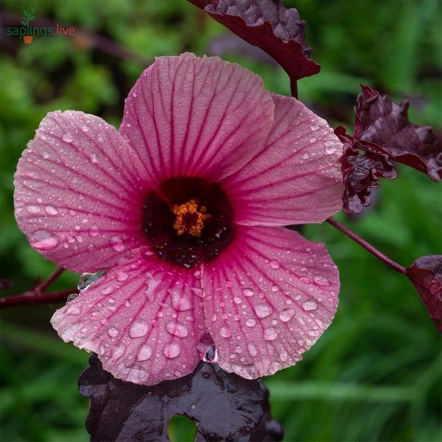 5 Hibiscus Cranberry, Semillas de arándano,Hibiscus Acetosella, Comestibles – QAUZUY GARDEN