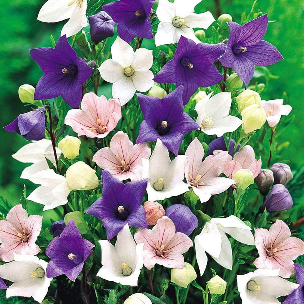 Mezcla de semillas de flores de globo blanco y azul campanilla japonesa 100 semillas para plantar