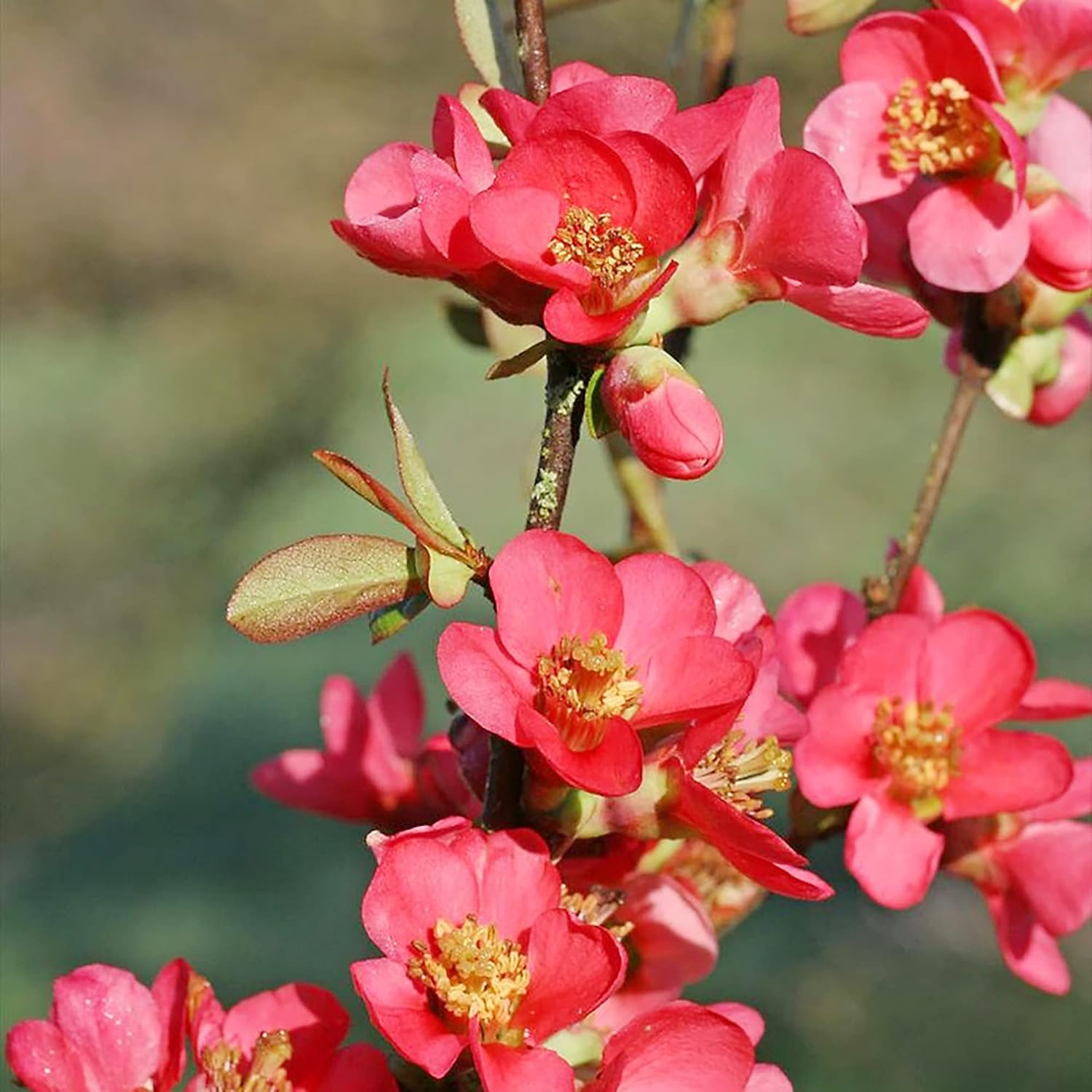 Chaenomeles Speciosa Seeds – Arbusto de hoja caduca de membrillo floreciente, fruta comestible para hacer conservas, gelatinas, salsas, resistencia