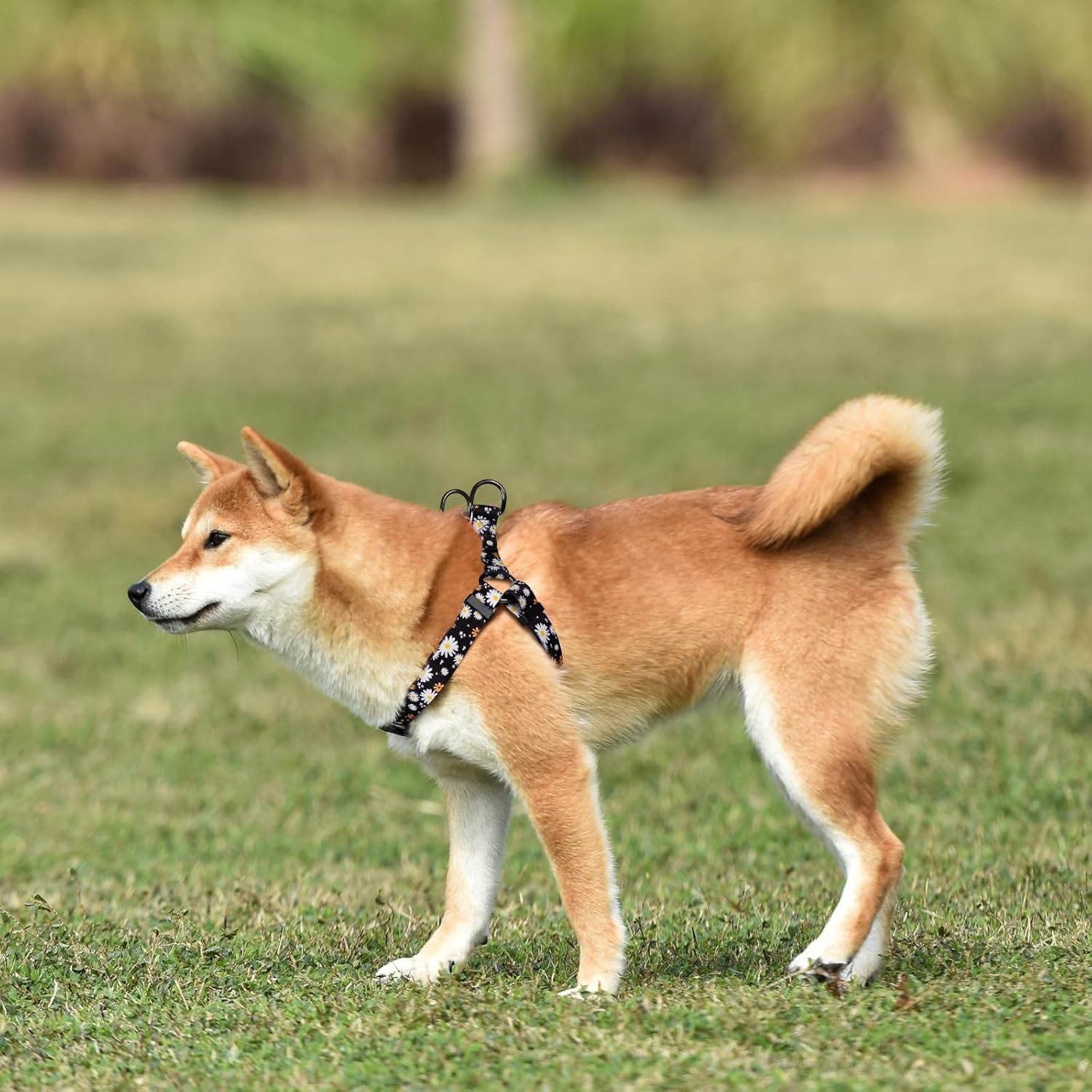 QQPETS Juego de correa de arnés para perro, ajustable, resistente, sin tirones, para perros de razas pequeñas, medianas y grandes, clip de espalda