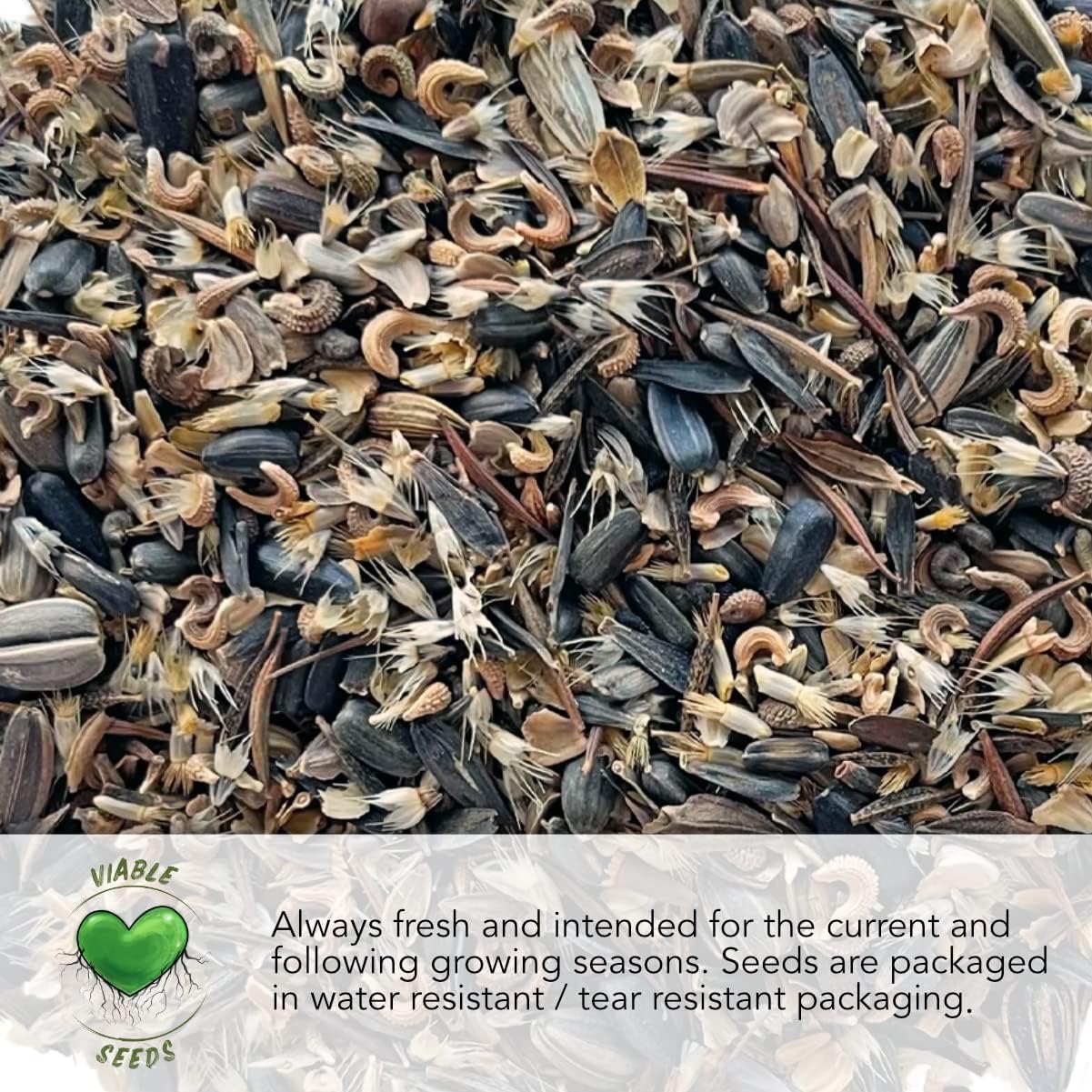 Seed Needs, Chinese Houses – Semillas de flores para plantar (Collinsia heterophylla), paquete individual de 1,000 semillas, reliquia, polinizado