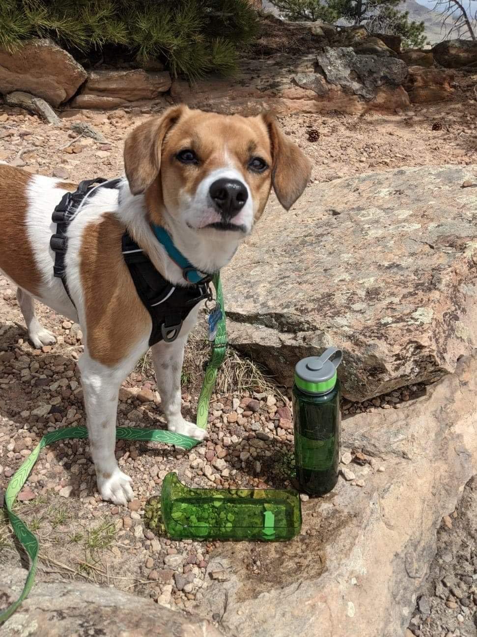 OllyDog OllyBottle – Botella de agua para perros, dispensador de agua para mascotas con cuenco desmontable, accesorios para mascotas para caminar al