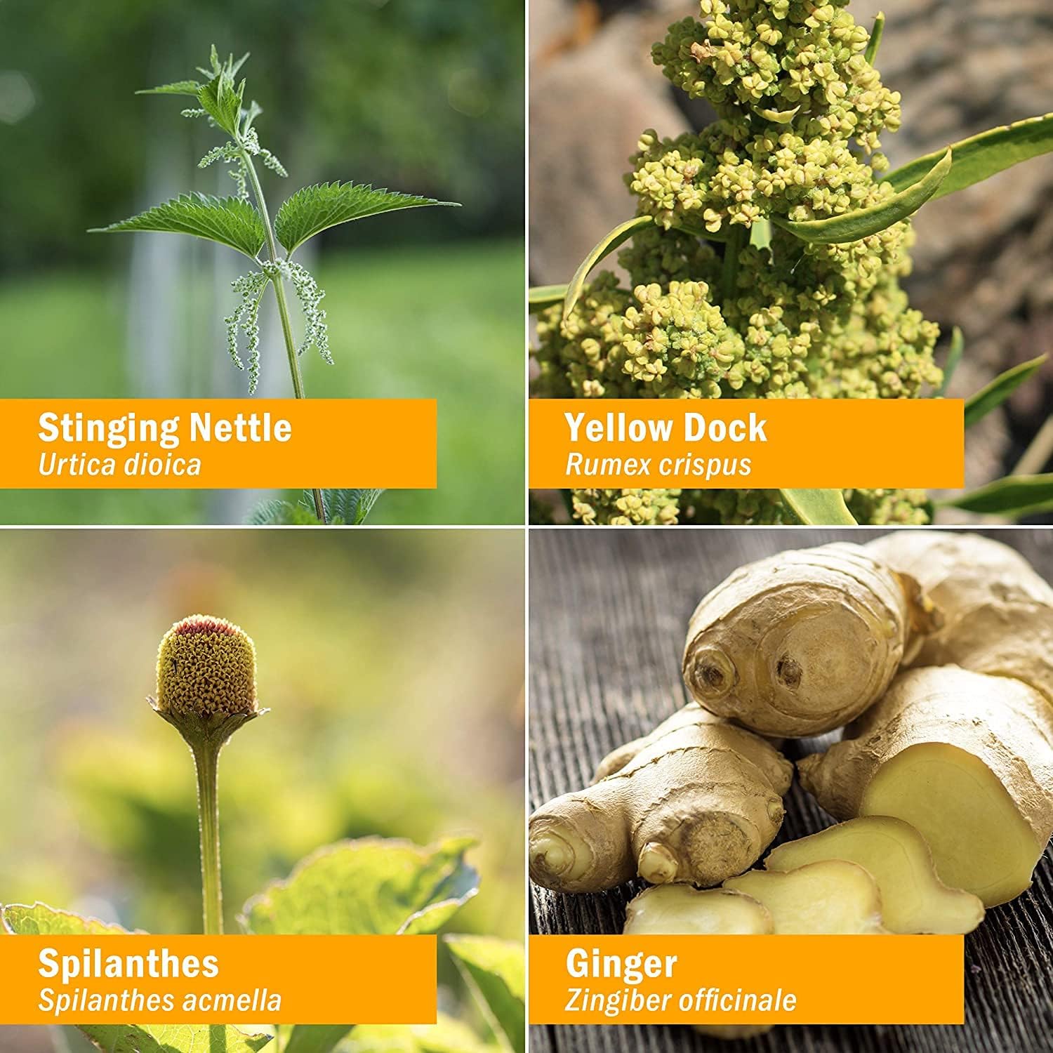 Herb Pharm Skin Health Fórmula herbaria líquida para una piel sana, 1 onza líquida