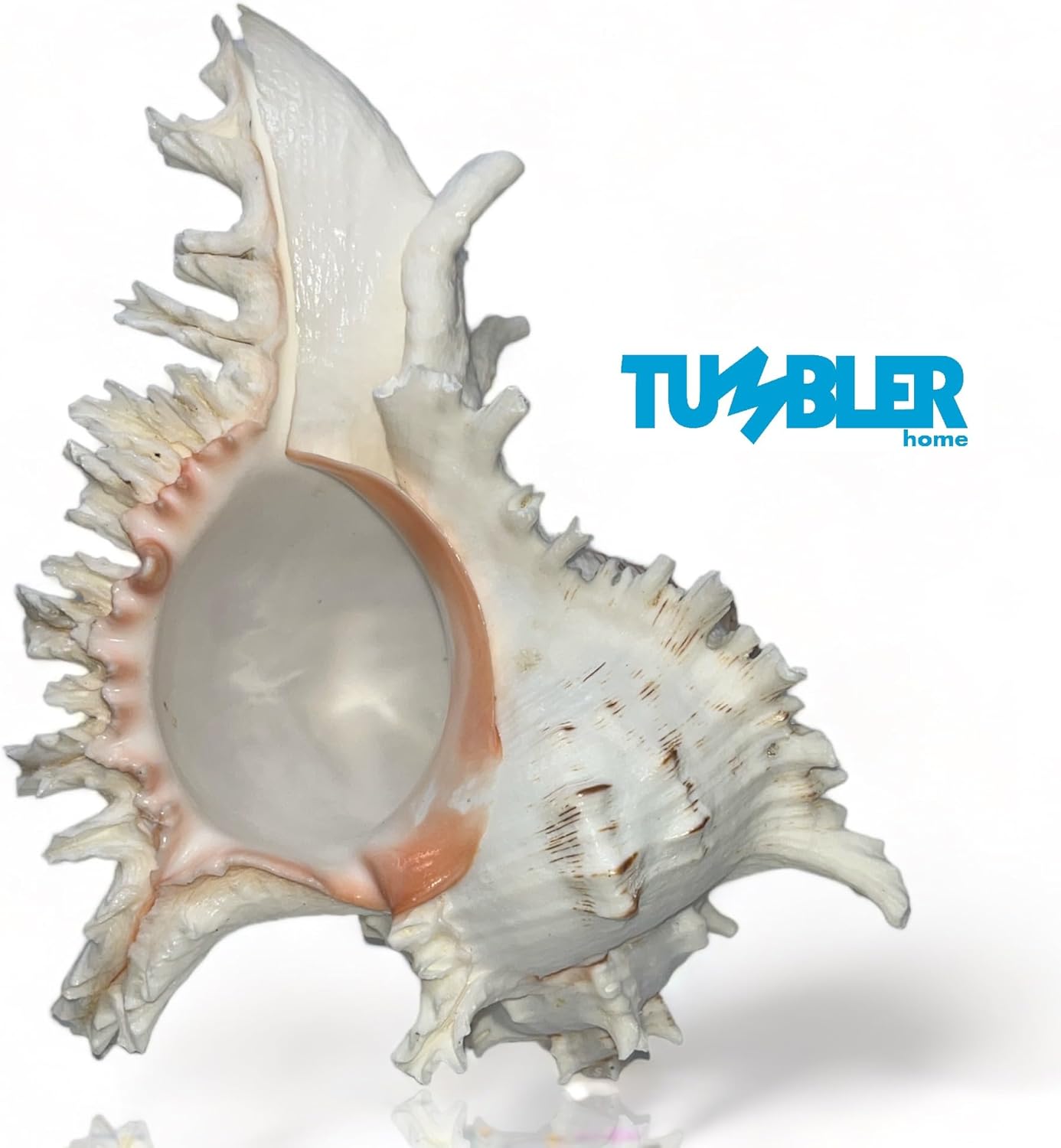 Murex Shell, conchas marinas para decoración, conchas marinas grandes, conchas grandes reales para decoración de habitaciones playeras, soportes