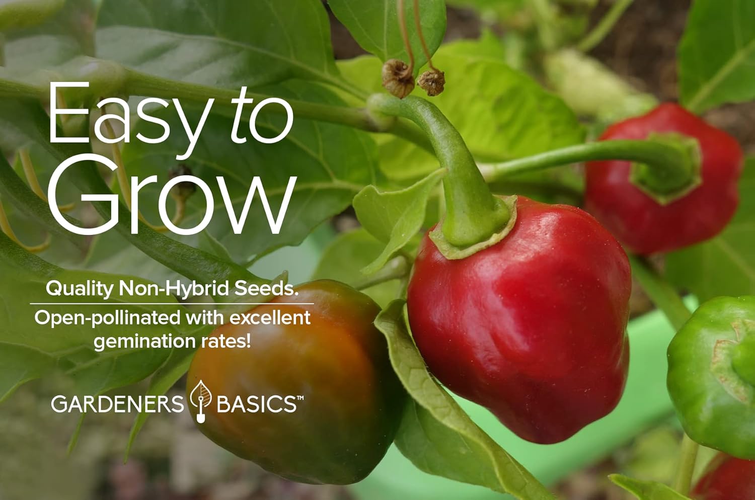 Gardeners Basics, Semillas de pimiento habanero rojo para plantar más de 100 pimientos habaneros tradicionales sin OMG semillas de plantas para