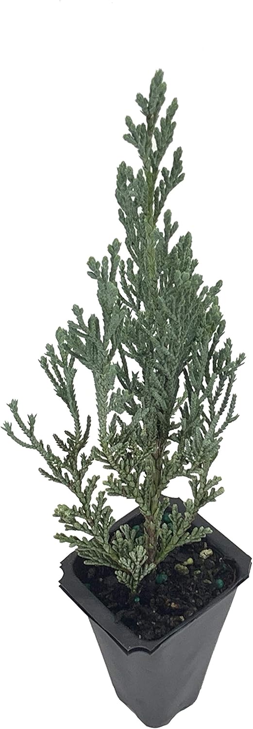 Enebro Moonglow – 3 árboles vivos – Juniperus Scopulorum