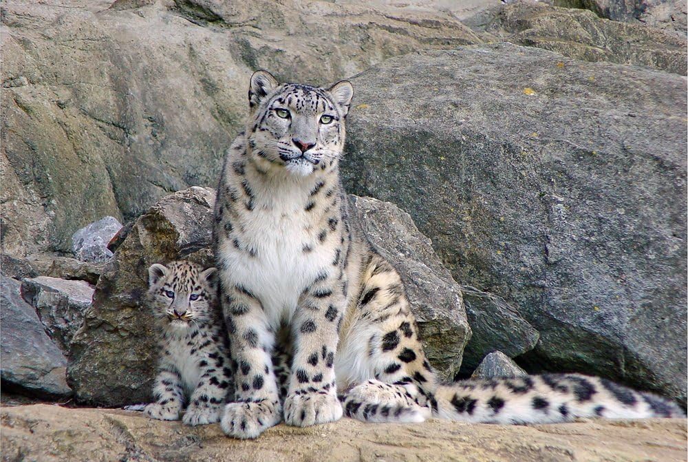 Snow Leopard (N04) – Póster de lienzo con estampado de animales (20 x 30 pulgadas)