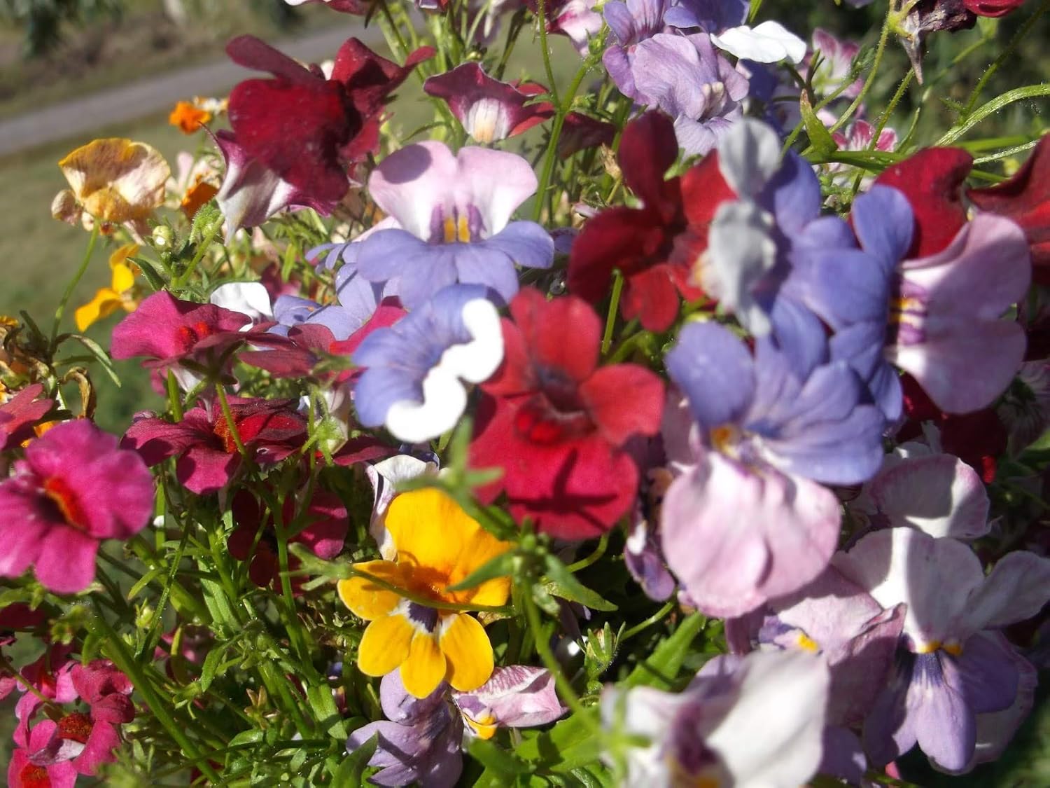 Nemesia Carnival Mix Flores anuales ornamentales de interior para plantar