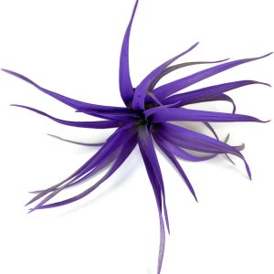 Planta de aire Capitata coloreada, planta de aire Tillandsia, planta de aire, purificación de aire, planta de casa, decoración y regalo para el Planta de aire Capitata coloreada, planta de aire Tillandsia, planta de aire, purificación de aire, planta de casa, decoración y regalo para el