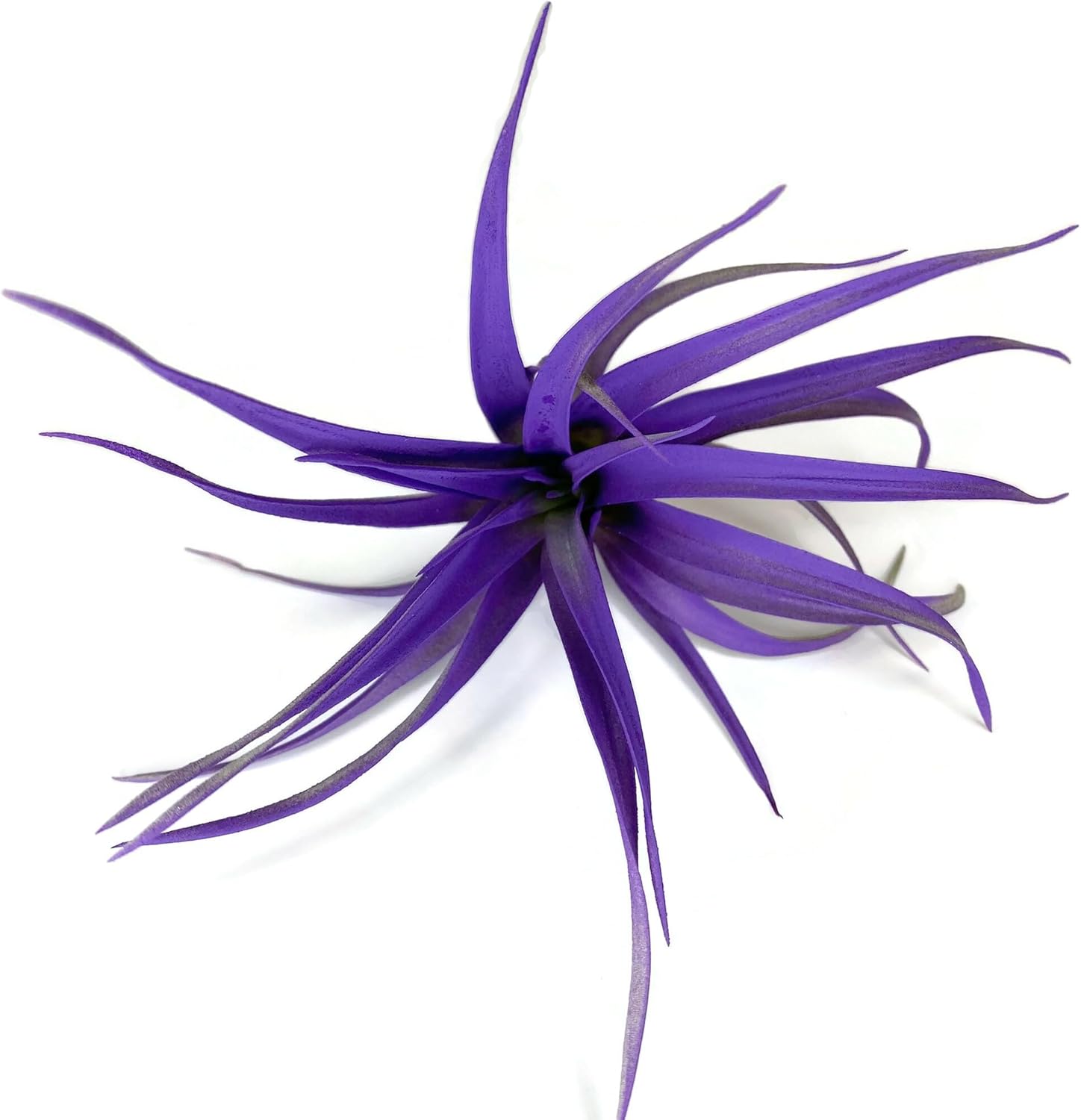 Planta de aire Capitata coloreada, planta de aire Tillandsia, planta de aire, purificación de aire, planta de casa, decoración y regalo para el
