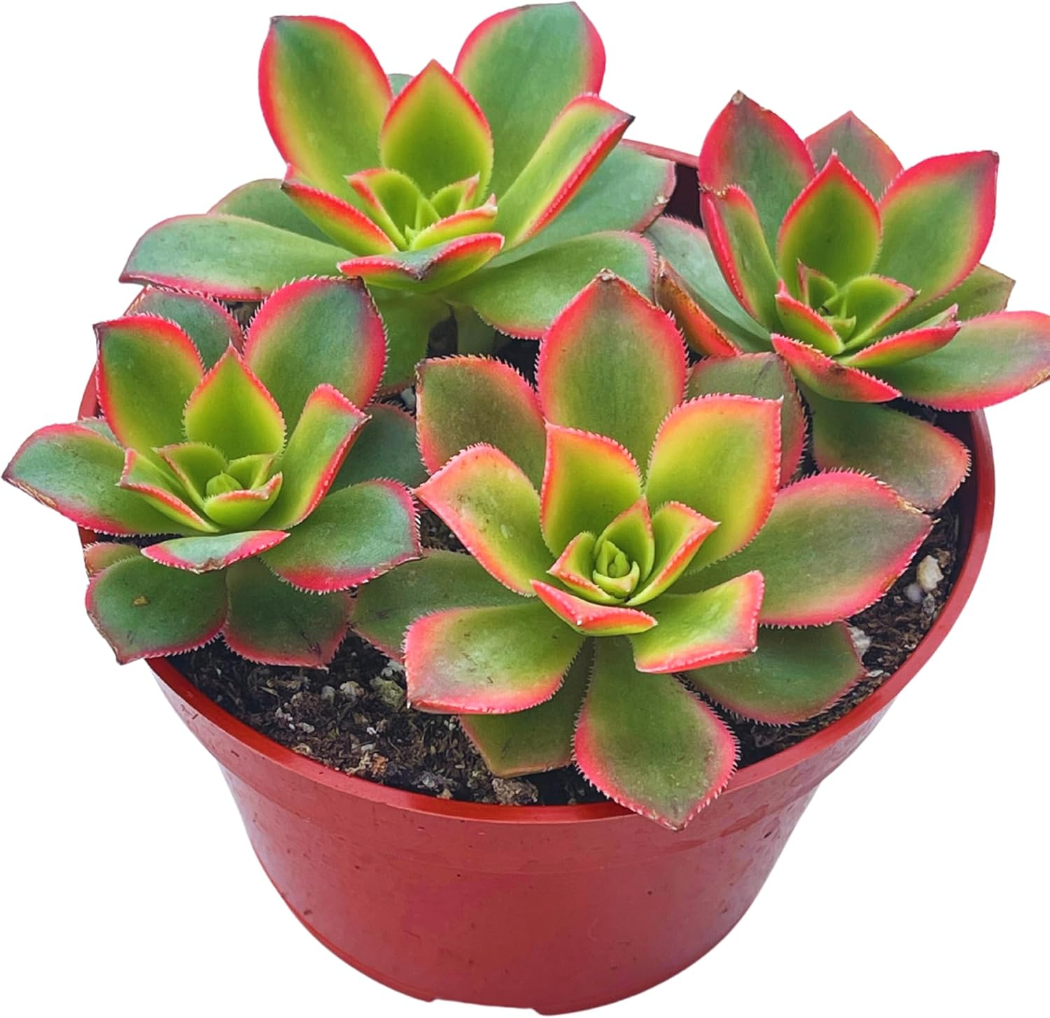 Suculentas vivas de 4 pulgadas Aeonium Kiwi, plantas suculentas vivas completamente arraigadas para decoración del hogar y la oficina, proyectos de