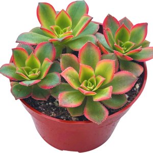 Suculentas vivas de 4 pulgadas Aeonium Kiwi, plantas suculentas vivas completamente arraigadas para decoración del hogar y la oficina, proyectos de Suculentas vivas de 4 pulgadas Aeonium Kiwi, plantas suculentas vivas completamente arraigadas para decoración del hogar y la oficina, proyectos de