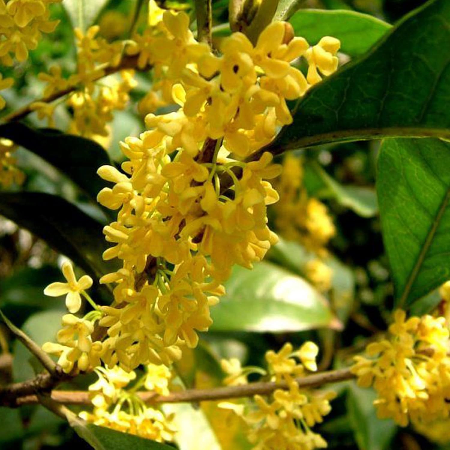 YEGAOL Garden – Semillas dulces de Osmanthus Fragrans, tolerantes a la sequía, plantas aromáticas para jardines y paisajes al aire libre, 15 piezas