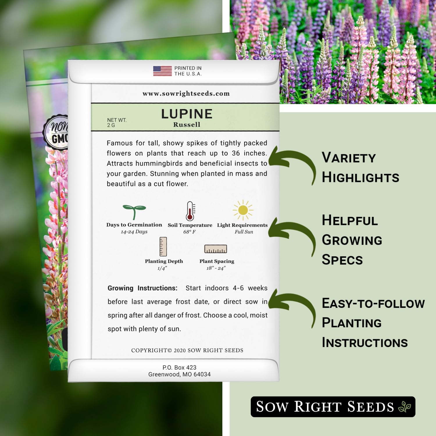 Sow Right Seeds – Semillas de altramuz Russell para plantar – Paquete de reliquia sin OMG con instrucciones para plantar en tu jardín – Flor perenne