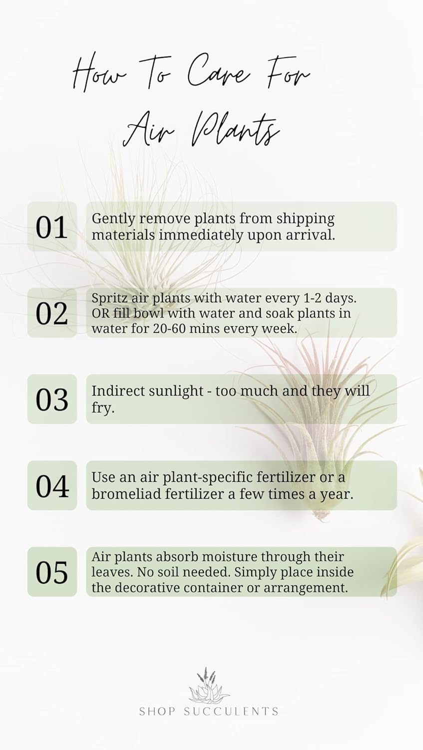 Shop Suculents – Plantas seleccionadas a mano, variedad de especies, plantas de interior tropicales para decoración del hogar y terrarios
