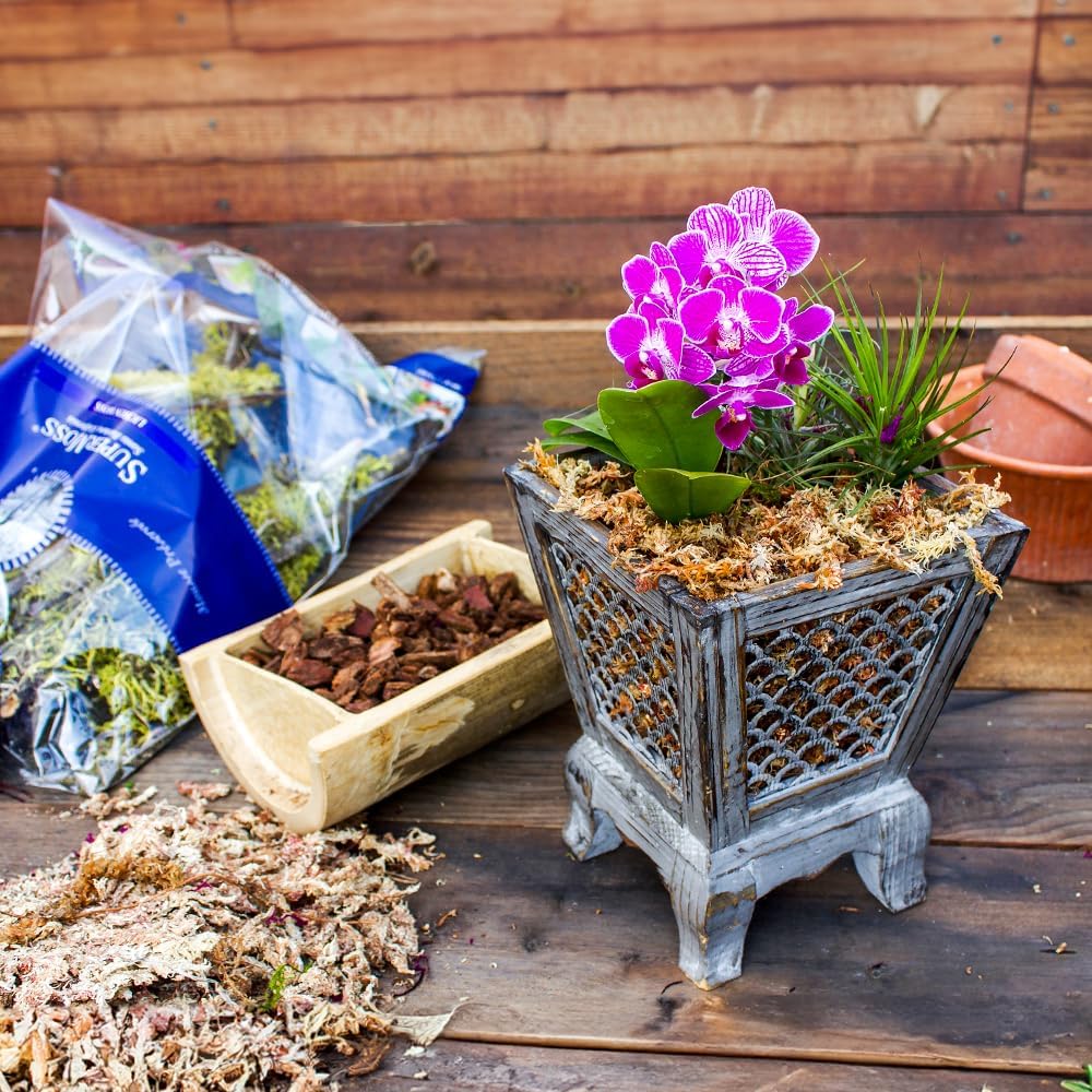 SuperMoss – Musgo seco para orquídea sphagnum seco