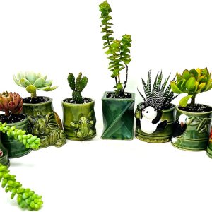 5 diferentes aloe y plantas suculentas fáciles de cultivardifÃciles de matar! Cerámica de 2 pulgadas 5 diferentes aloe y plantas suculentas fáciles de cultivardifÃciles de matar! Cerámica de 2 pulgadas