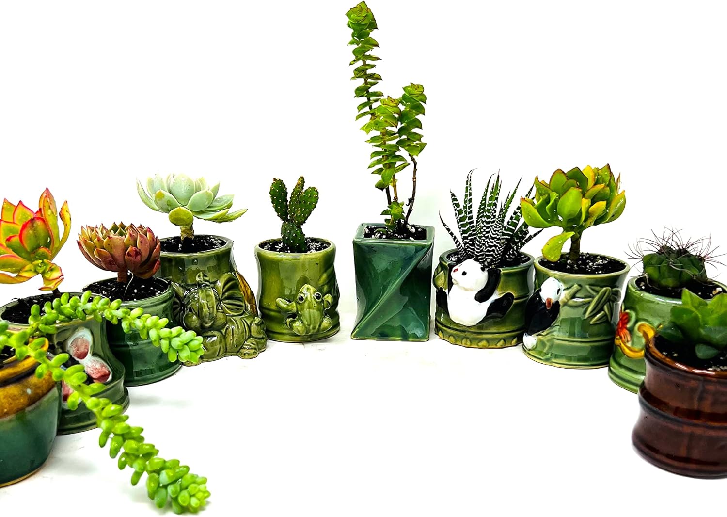 5 diferentes aloe y plantas suculentas fáciles de cultivardifíciles de matar! Cerámica de 2 pulgadas
