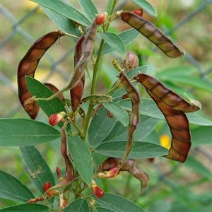 Más de 20 semillas de leguminosas raras de alta calidad de guisantes de paloma (Cajanus Cajanan), semillas de vegetales frescos tradicionales y sin Más de 20 semillas de leguminosas raras de alta calidad de guisantes de paloma (Cajanus Cajanan), semillas de vegetales frescos tradicionales y sin