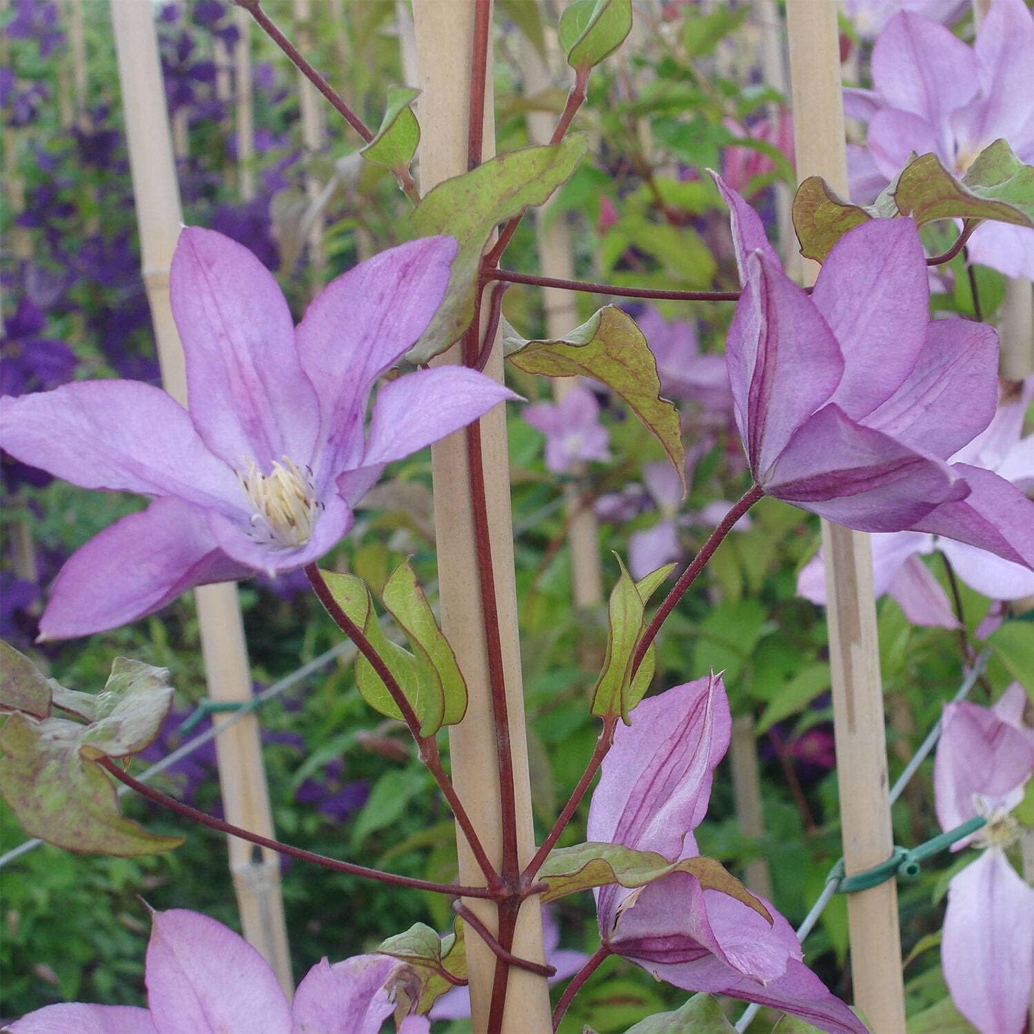 Clematis Proteus – Planta viva en una maceta de cultivo de 4 pulgadas – Clematis ‘Proteus’ – Plantas de inicio listas para el jardín – Hermosa vid