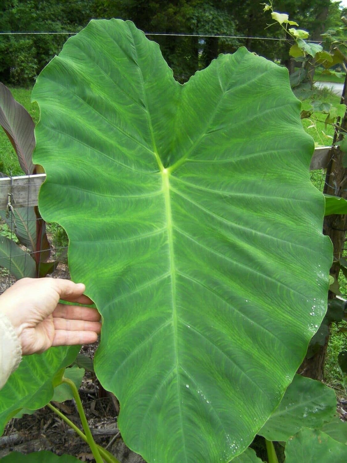 Bulbo muy grande de oreja de elefante Taro Kalo Eddo Colocasia Esculenta Gabi