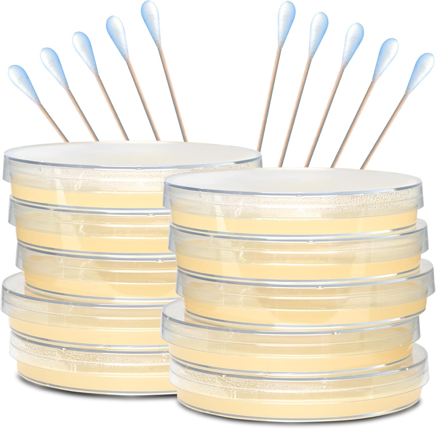 Evviva Sciences – Kit de proyecto científico de placas de agar nutriente de Petri, placas de agar previamente vertidas para experimentos
