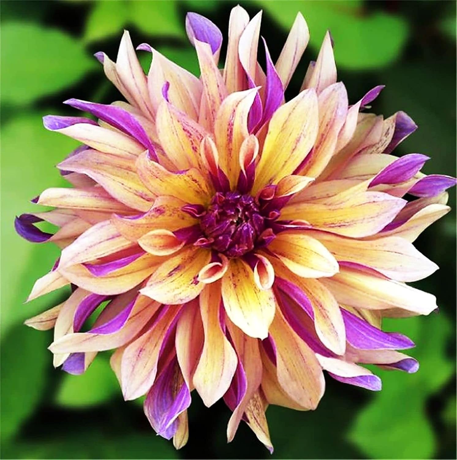 Rare Varieties Plato de cena Rainbow Dahlia Seeds Color mixto 100 piezas – Hecho en Estados Unidos, se envía desde WY
