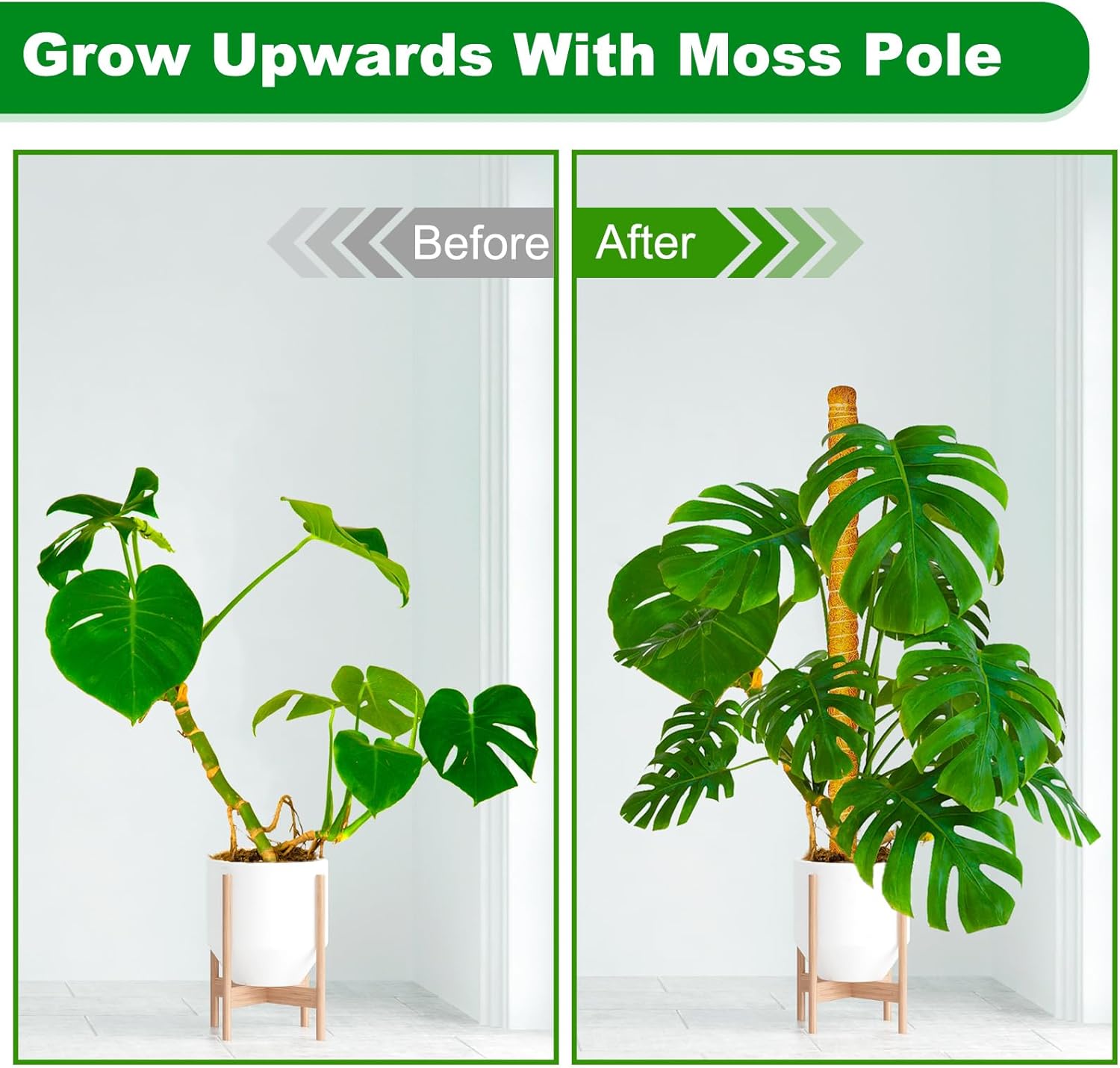 Joyhalo Poste de musgo para plantas, paquete de 2 estacas de soporte para plantas Monstera de 24 pulgadas, postes de musgo para plantas trepadoras,