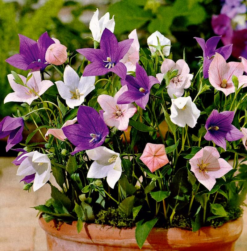 Seeds4planting – Semillas Globo Flor Mezcla Platycodon Chino Bellflower Flores Perennes