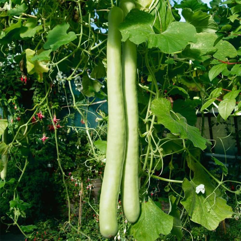 QAUZUY GARDEN 100 semillas de calabaza Cucuzzi Lagenaria siceraria, calabaza italiana, calabacín cucuzzi, calabaza de serpiente, polinización