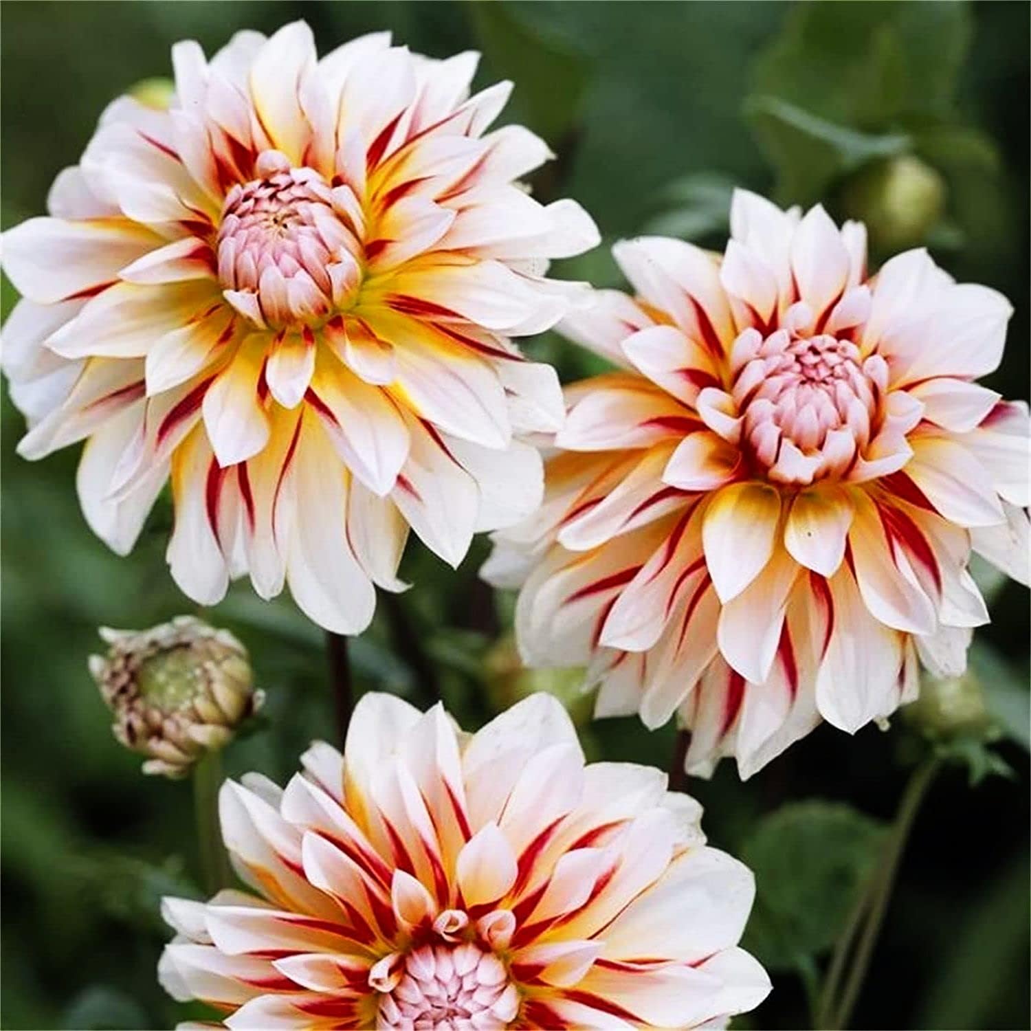 Rare Varieties Plato de cena Rainbow Dahlia Seeds Color mixto 100 piezas – Hecho en Estados Unidos, se envía desde WY