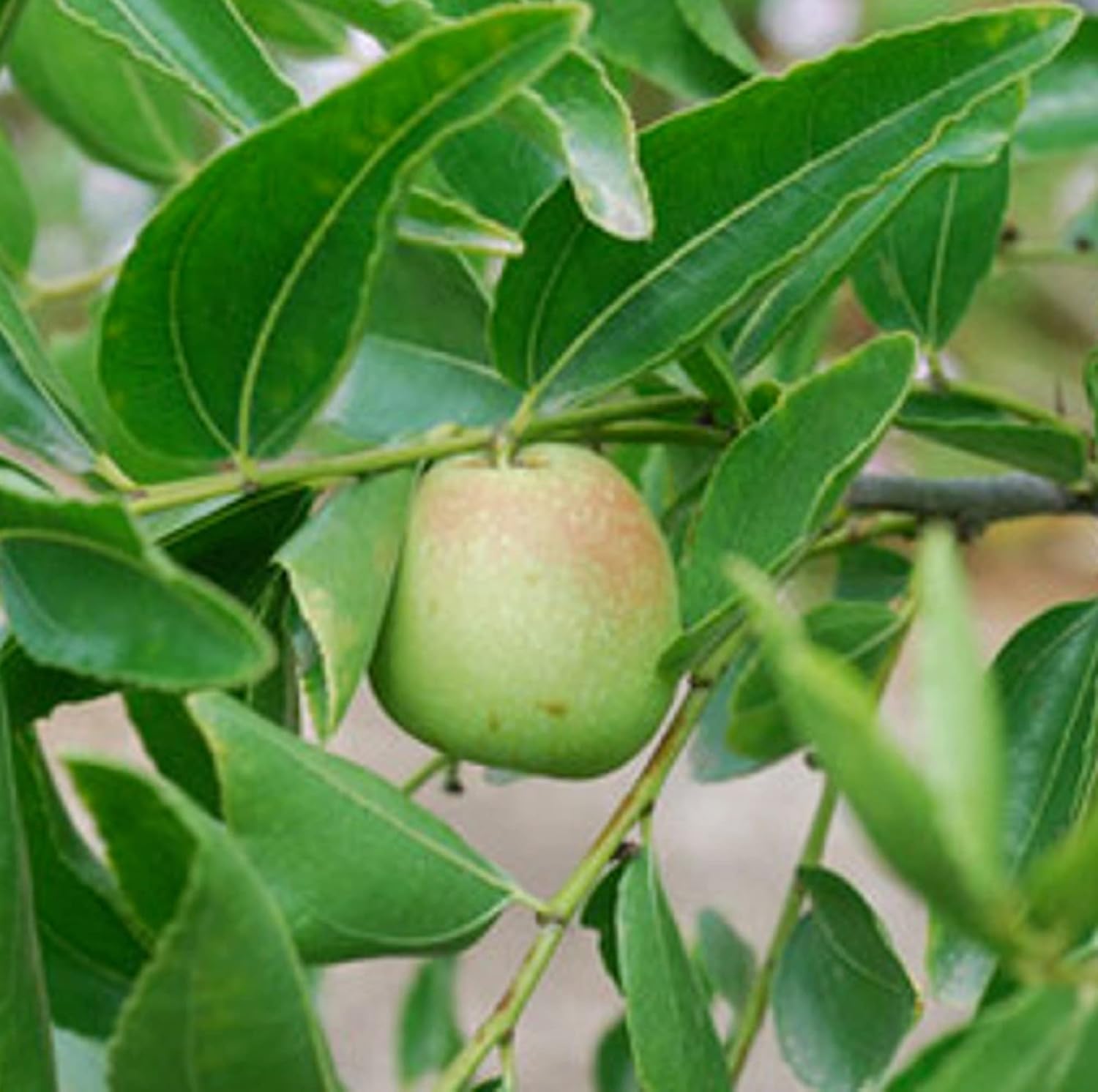 CHUXAY GARDEN Semillas de azufaifo indio 8 semillas Ziziphus mauritiana Árbol frutal tolerante a la sequía Fruta dulce comestible Gran regalo de