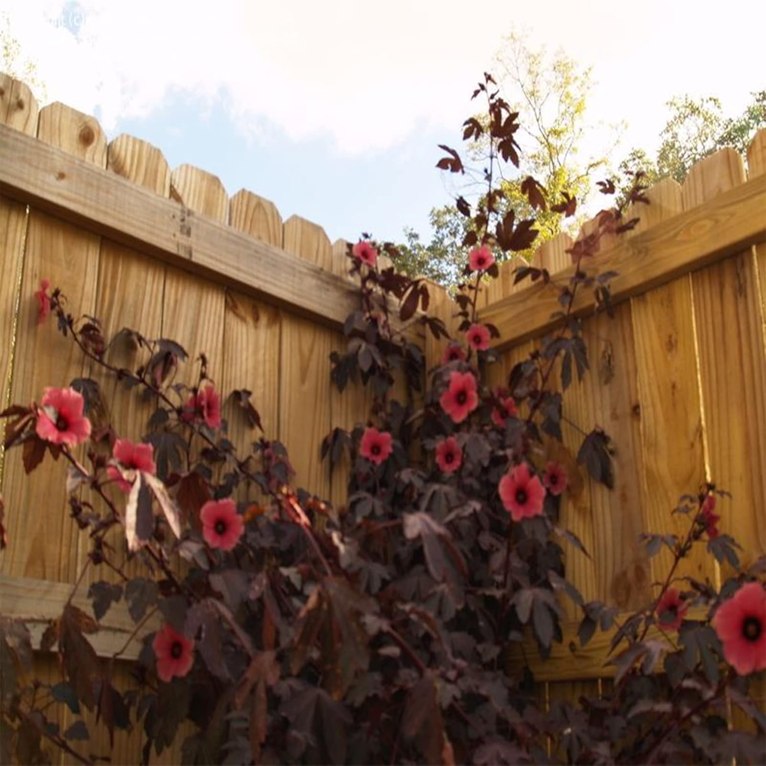 5 Hibiscus Cranberry, Semillas de arándano,Hibiscus Acetosella, Comestibles – QAUZUY GARDEN
