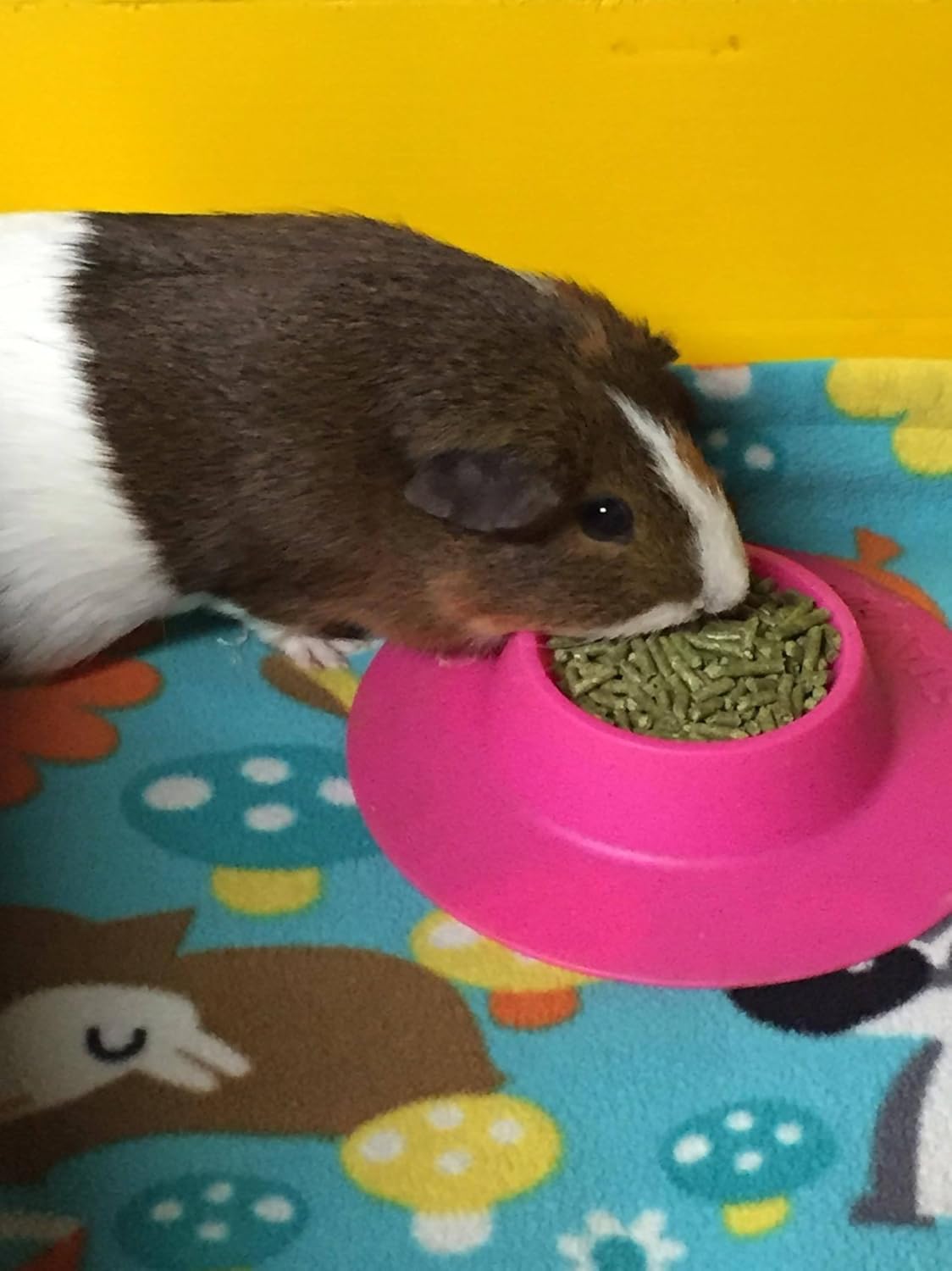 Cuenco ergonómico para mascotas a prueba de puntas para conejillo de indias y otras mascotas pequeñas, 14 taza tamaño pequeño, fucsia (rosa)