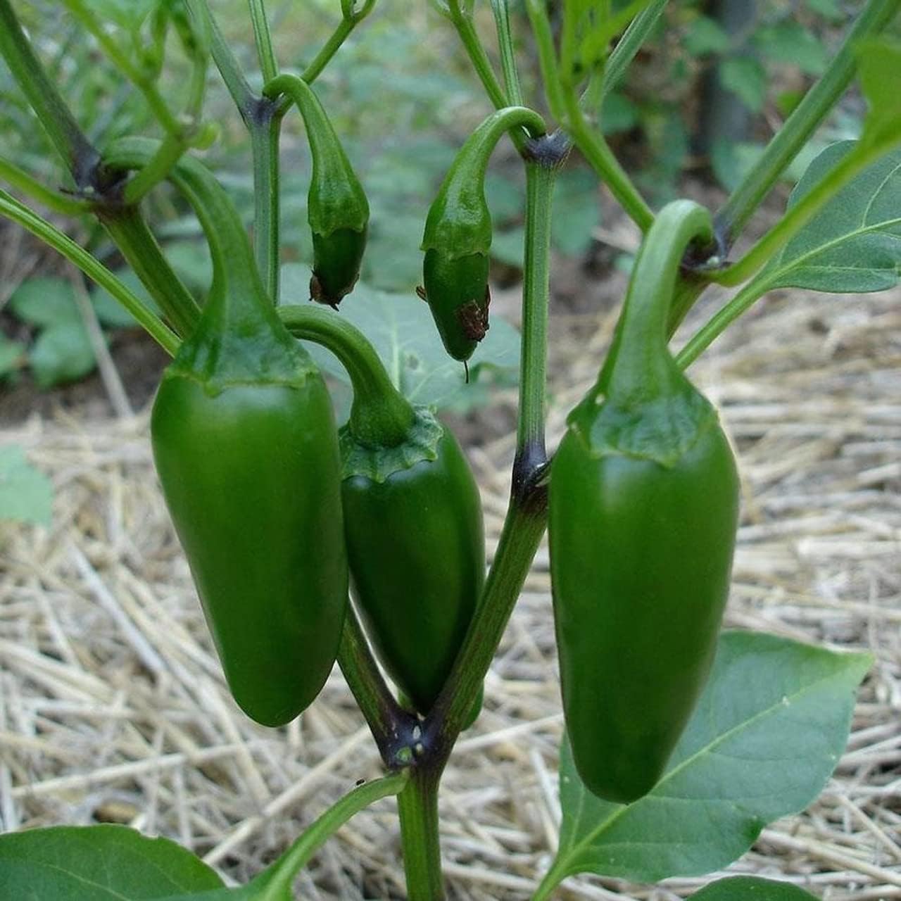 Todd’s Seeds Jalapeño M Semilla de reliquia de pimiento picante – Paquete de 0.04 oz